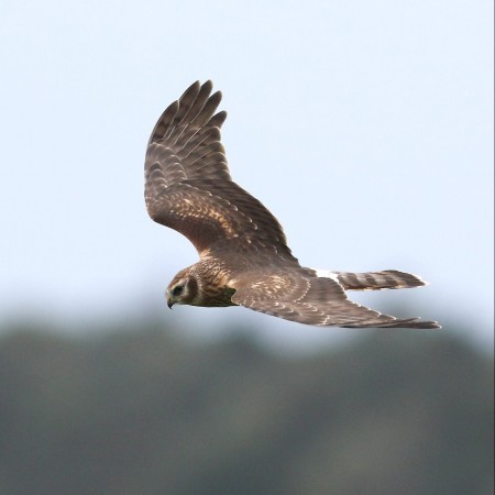 Blå kärrhök (honfärgad) Foto: Sven-Olof Martinsson